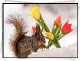 Tulipany, Wiewiórka, Śnieg