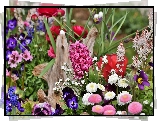 Wiosenne, Kwiaty, Hiacynt, Stokrotki