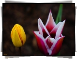 Kwiaty, Wiosenne, Tulipany