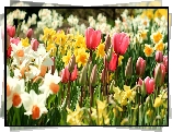 Wiosenne, Kwiaty, Tulipany, Narcyze, Żonkile