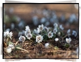 Wiosenne, Kwiatki, Eranthis pinnatifida, Ranniki, Ściółka