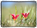 Tulipany, Wiosenne, Kwiaty