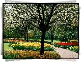 Wiosenny, Park, Kwitnące, Drzewa, Kolorowe, Tulipany