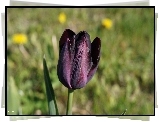Kwiat, Wiosenny, Tulipan