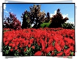 Wiosna, Par, Czerwone, Tulipany