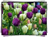 Wiosna, Park, Biało, Fioletowe Tulipany