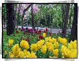 Wiosna, Park, Droga, Kwitnące, Tulipany