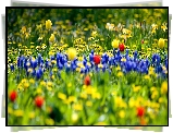 Wiosna, Kwietna, Łąka, Tulipany, Rozmycie