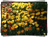 Wiosna, Kwiaty, Tulipany, Ogród