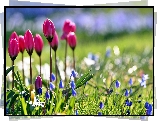 Wiosna, Ogród, Tulipany, Cebulice