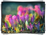 Wiosna, Krokusy, Światło, Bokeh