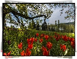 Niemcy, Badenia-Wirtembergia, Wyspa Mainau, Ogród, Park, Wiosna, Tulipany, Trawa, Drzewa