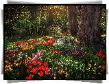 Niemcy, Badenia-Wirtembergia, Wyspa Mainau, Ogród, Park, Tulipany, Alejka, Grafika, Paintography