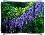 Wisteria, Glicynia, Fioletowe, Kwiaty