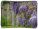 Kwiaty, Wisteria, Płot