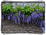 Wisteria, Kwiaty, Liście, Mur