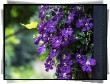Wiszący, Clematis