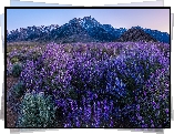 Stany Zjednoczone, Kalifornia, Alabama Hills, Mount Withney, Góry, Rośliny, Kwiaty, Łubin