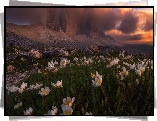 Włochy, Dolomity, Góry, Masyw Tre Cime di Lavaredo, Ciemne, Chmury, Białe, Kwiaty, Łąka