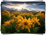 Stany Zjednoczone, Stan Wyoming, Park Narodowy Grand Teton, Góry, Łąka, Kwiaty, Balsamorhiza, Chmury