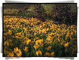 Wzgórza, Trawa, Drzewa, Żółte, Kwiaty, Balsamorhiza, Łąka, Stare, Auto, Park stanowy Columbia Hills, Stan Waszyngton, Stany Zjednoczone