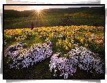 Wzgórze, Wschód słońca, Łąka, Kwiaty, Balsamorhiza, Floks, Postać, Rezerwat przyrody Columbia River Gorge, Stan Waszyngton, Stany Zjednoczone