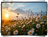 Kwiaty, Rumiany polne, Zachód słońca, Grafika AI