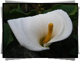 Zantedeschia