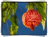 Zaślaz Mieszańcowy, Klonik, Abutilon, Kwiat