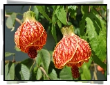 Zaślaz Mieszańcowy, Abutilon, Pomarańczowe, Kwiaty