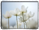Zawilec wielkokwiatowy, Białe, Kwiaty