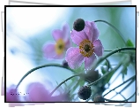 Zawilec Japoński, Fioletowy, Kwiat
