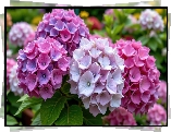 Różowe, Fioletowe, Hortensje, Zbliżenie