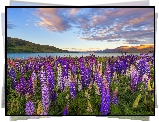 Jezioro Tekapo, Polana, Kwiaty, Łubin, Góry, Chmury, Nowa Zelandia