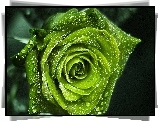 Zielona, Róża, Krople, Deszczu