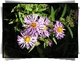 Aster, Zielone, Listki