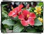 Dwa, Hibiskusy, Kwiaty, Zielone, Liście, Grafika