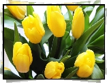 Żółte, Tulipany, Zielone, Listki