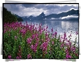 Stany Zjednoczone, Alaska, Fiord Kenai, Polne, Kwiaty, Wierzbówka kiprzyca, Góry