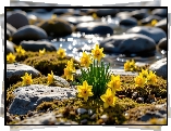 Kwiaty, Żółte, Narcyzy żonkile, Kamienie, Mech, Woda