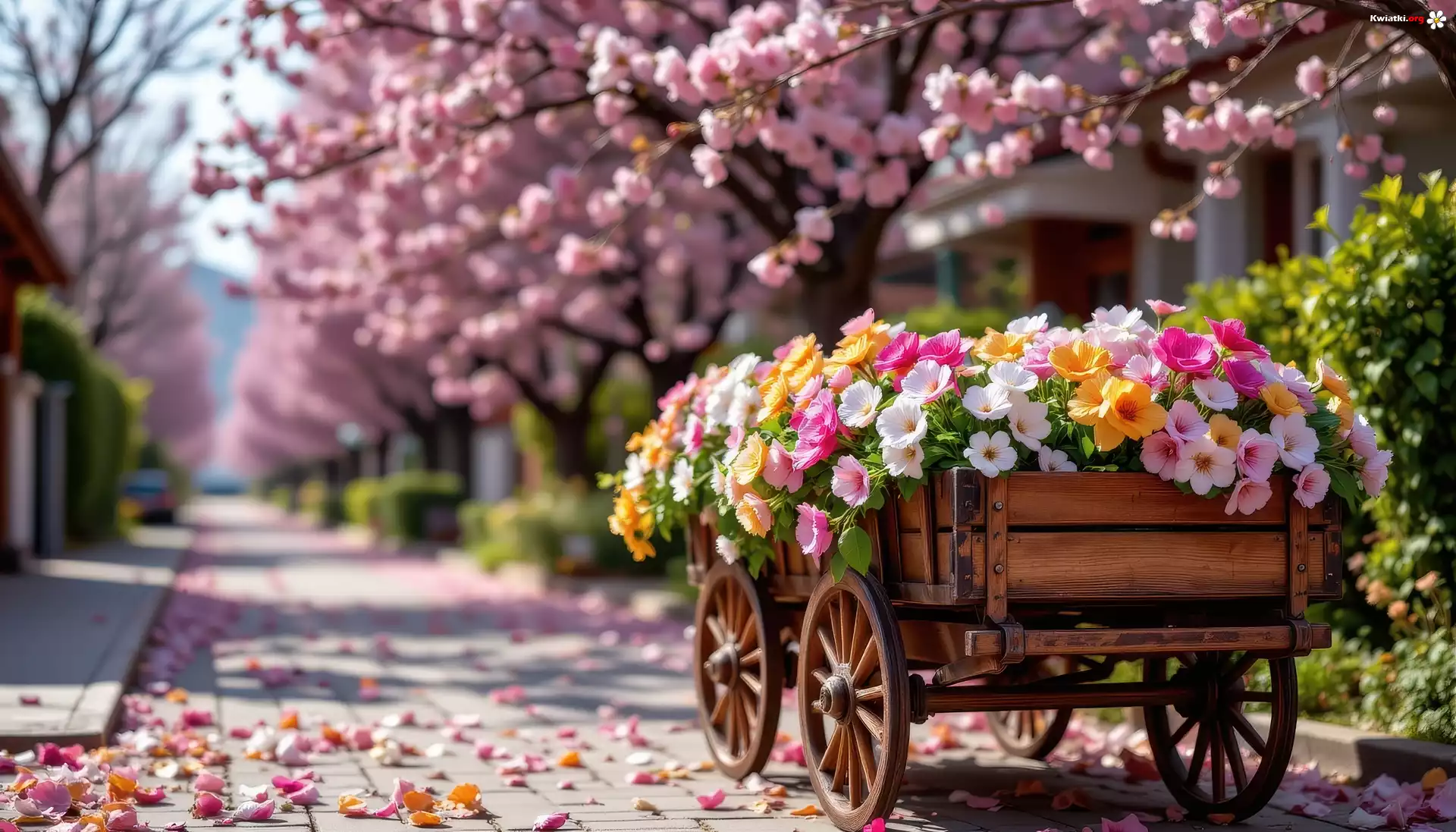 Wóz, Kolorowe, Kwiaty, Aleja, Kwitnące, Drzewa