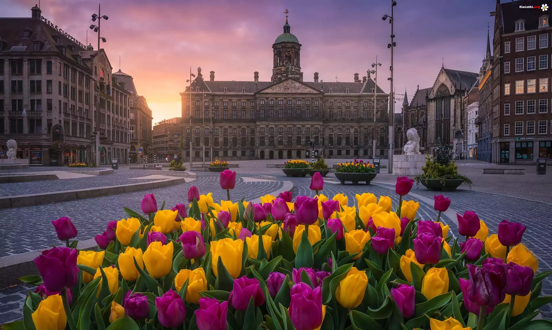 Holandia, Amsterdam, Pałac Królewski, Tulipany, Zachód słońca
