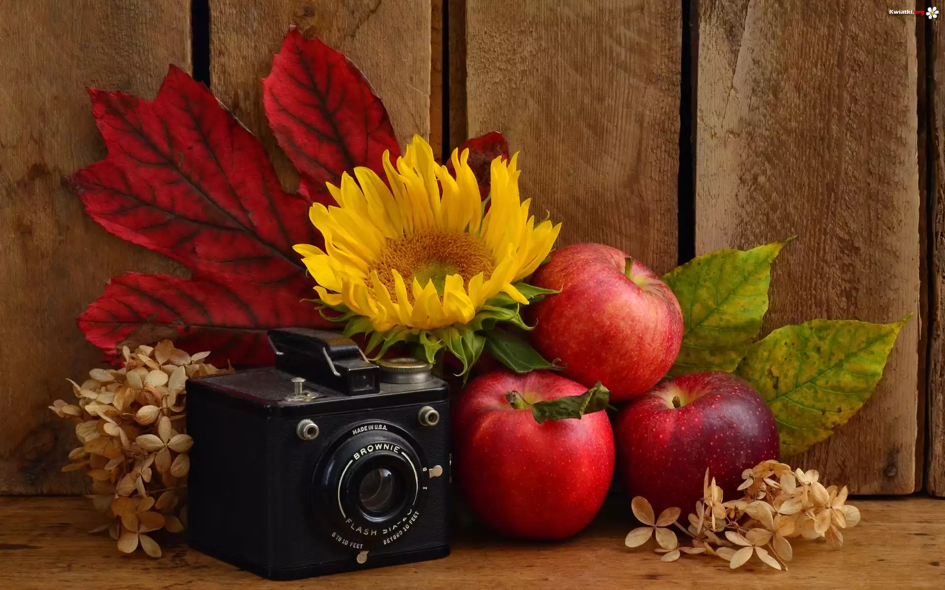 Aparat, Fotograficzny, Brownie, Słonecznik, Jabłka, Liście