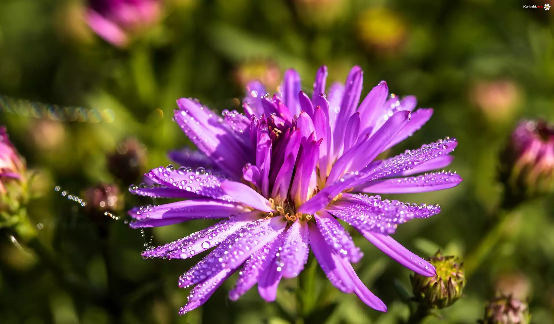 Aster marcinek, Kwiat, Krople, Światło