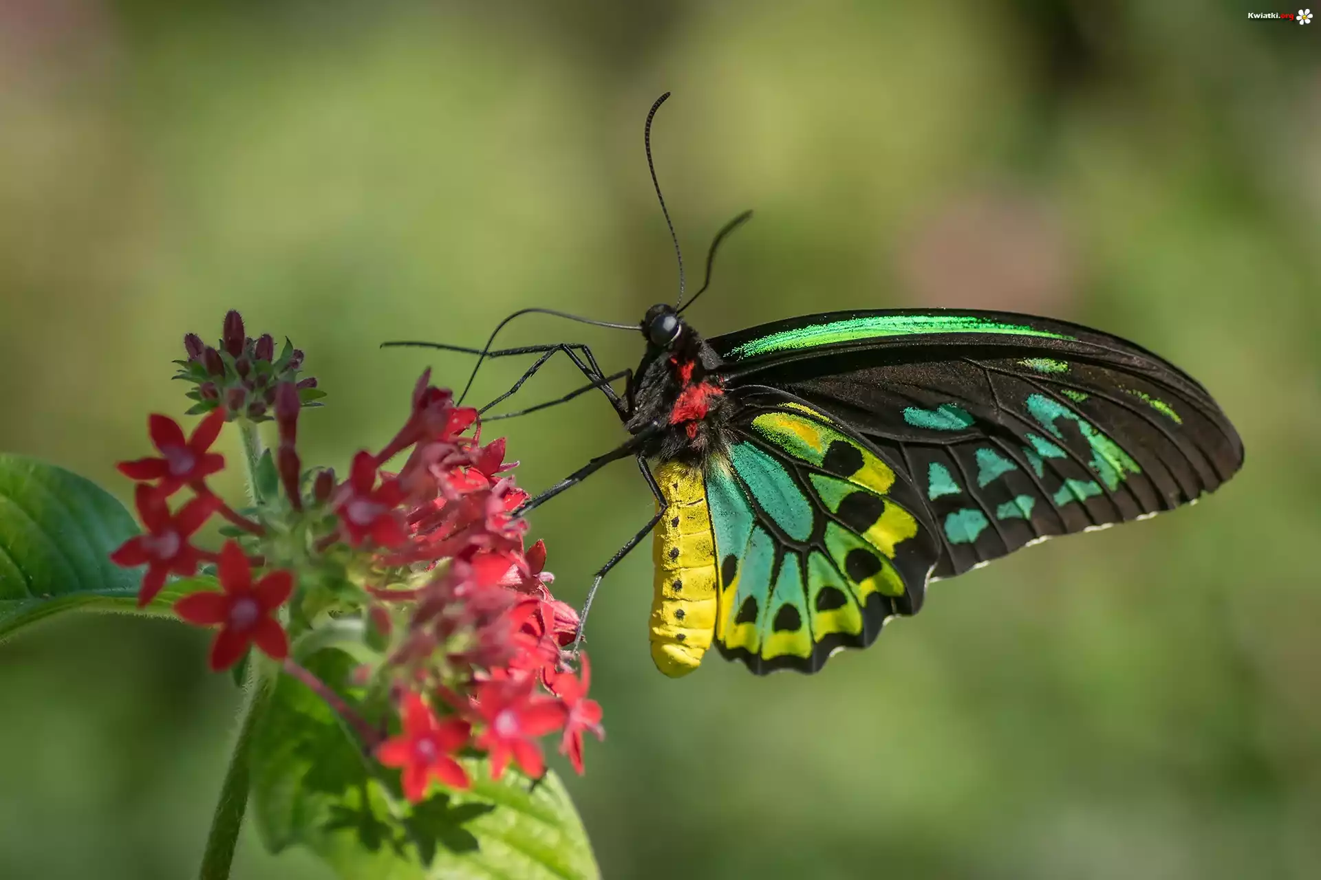 Kolorowy, Australijski, Motyl, Cairns Birdwing, Kwiat, Czerwony