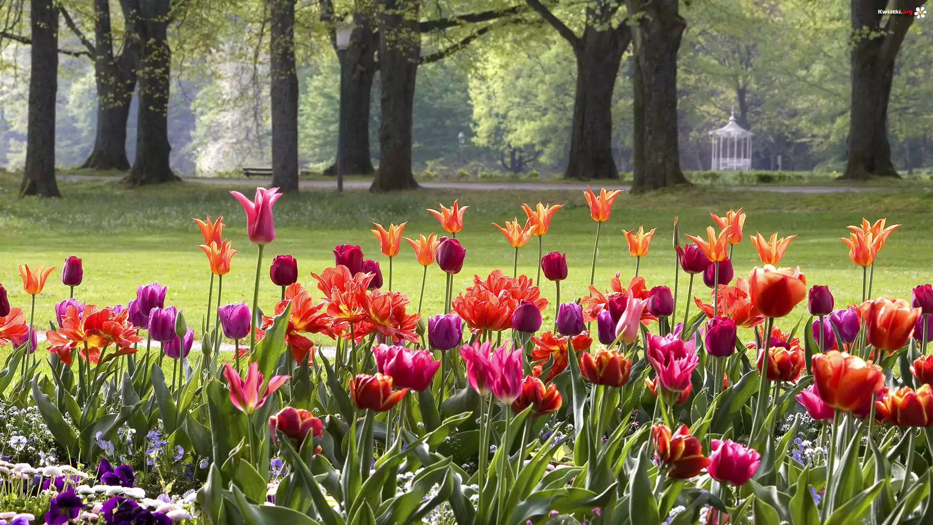 Niemcy, Baden-Baden, Wiosna, Park, Tulipany, Drzewa