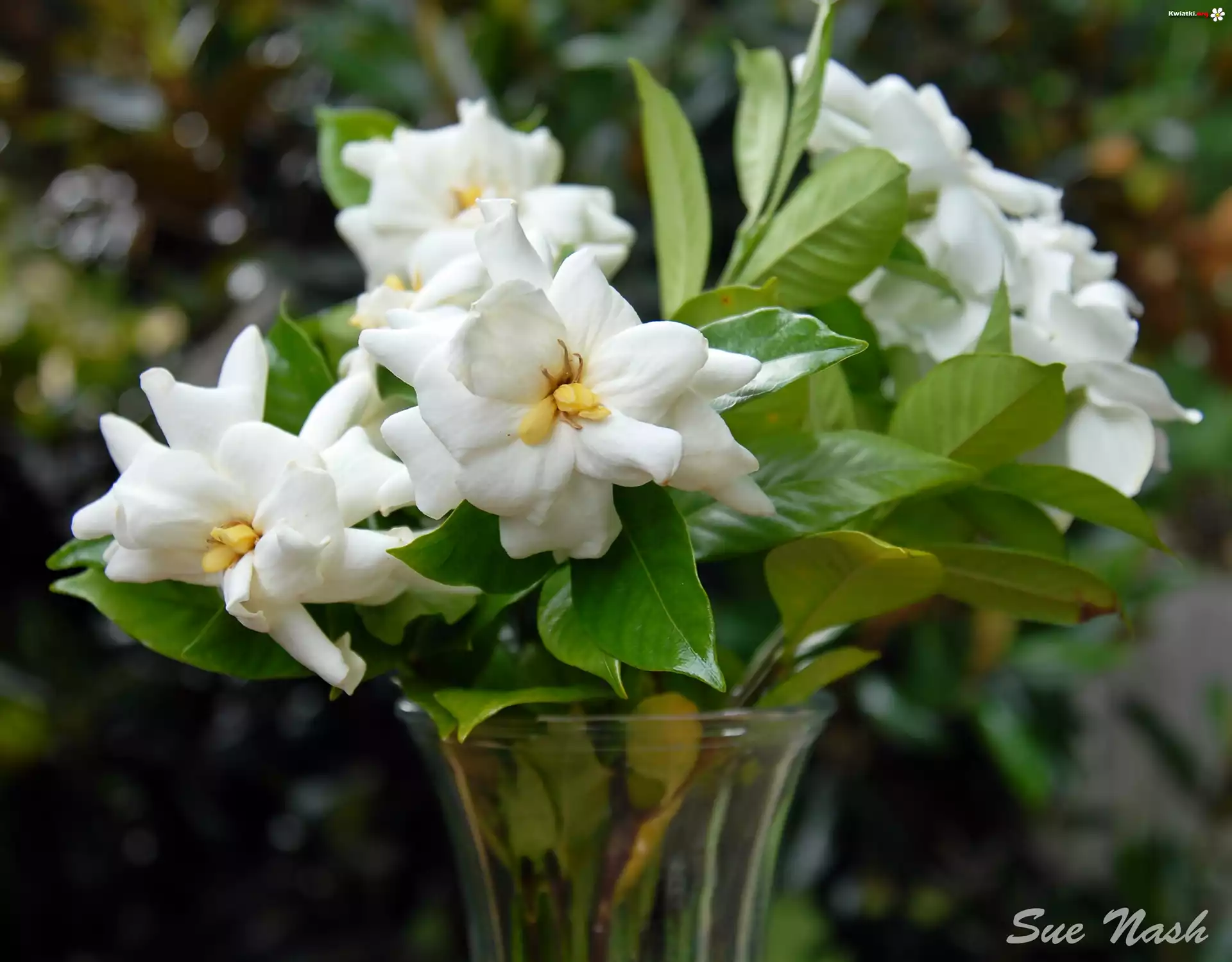 biała Gardenia, Bukiet, Wazon, Rozmycie