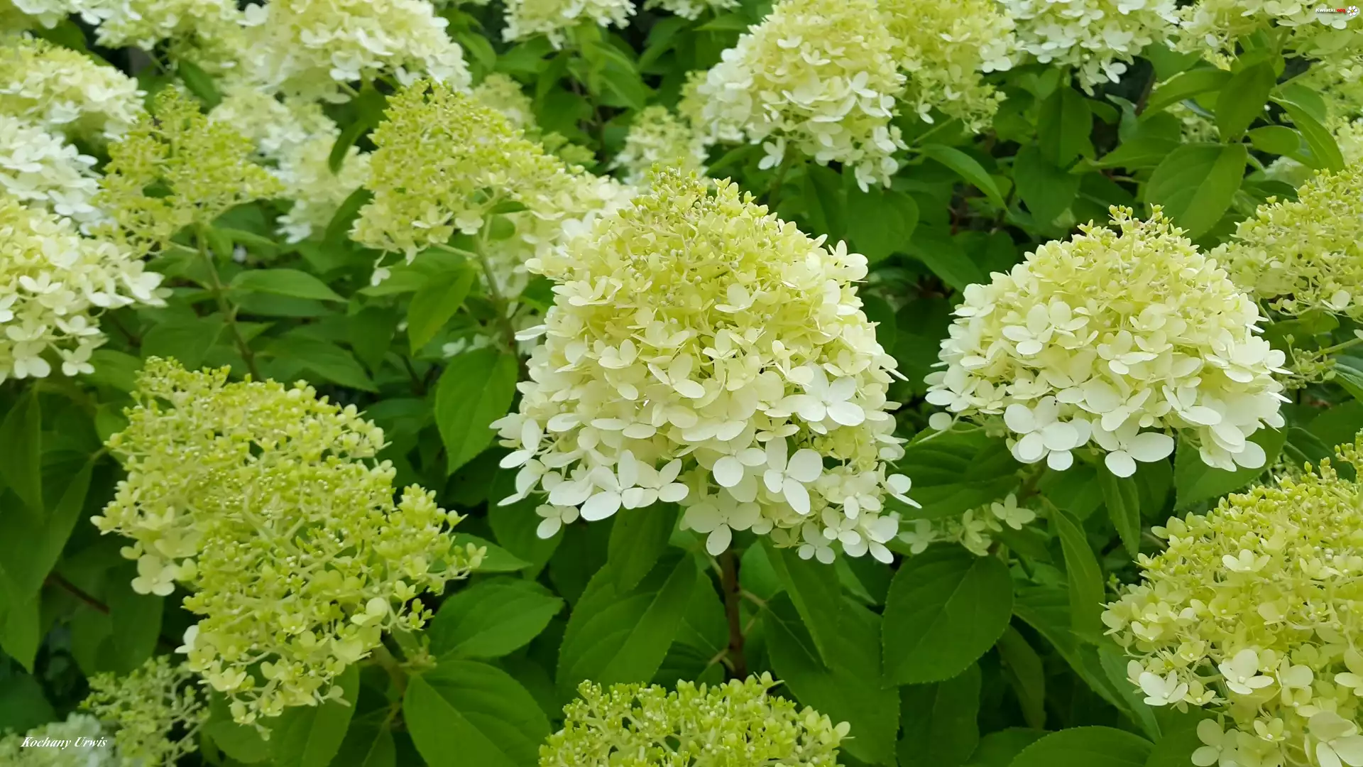 Białe, Hortensje