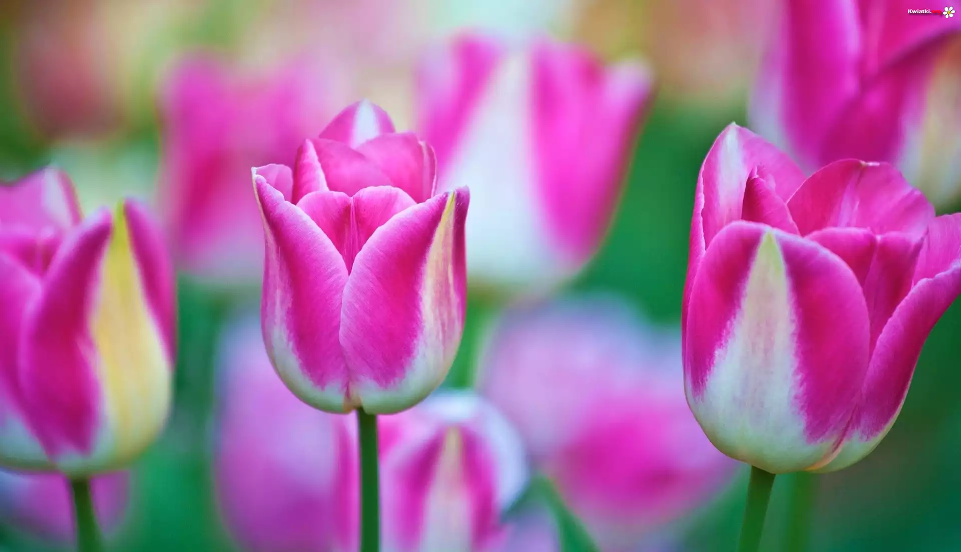 Różowo, Białe, Tulipany