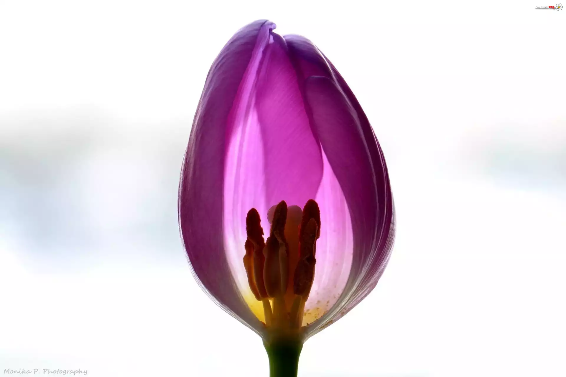 Tulipan, Białe, Tło